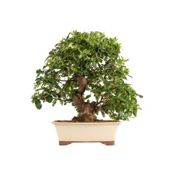 Pyracantha spp. - B5286