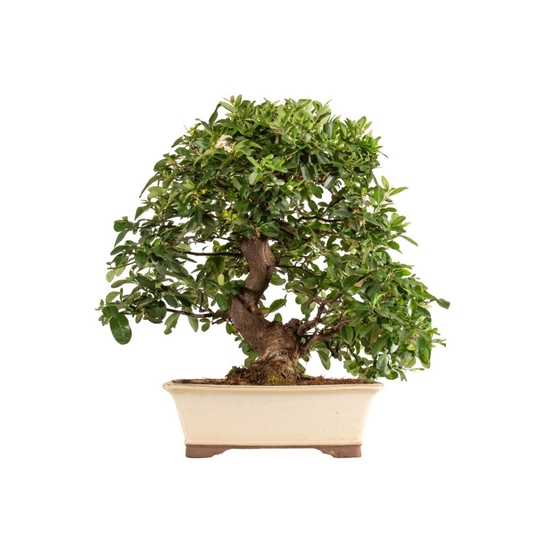 Pyracantha spp. - B5286