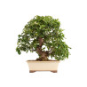 Pyracantha spp. - B5286