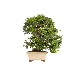 Pyracantha spp. - B5286