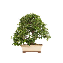 Pyracantha spp. - B5286