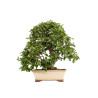 Pyracantha spp. - B5286