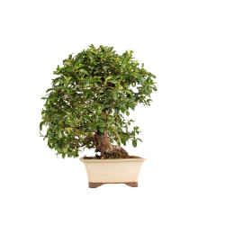 Pyracantha spp. - B5286