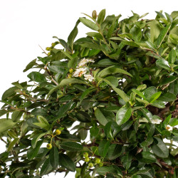 Pyracantha spp. - B5286