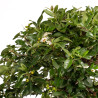 Pyracantha spp. - B5286