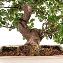 Pyracantha spp. - B5286