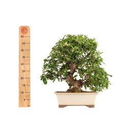 Pyracantha spp. - B5286