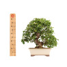 Pyracantha spp. - B5286