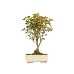 Acer palmatum deshojo - B5304