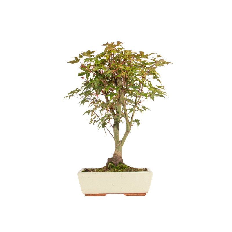 Acer palmatum deshojo - B5304