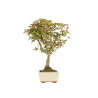 Acer palmatum deshojo - B5304
