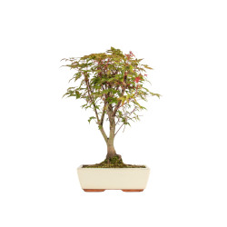 Acer palmatum deshojo - B5304