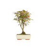 Acer palmatum deshojo - B5304