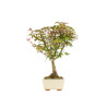 Acer palmatum deshojo - B5304