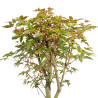 Acer palmatum deshojo - B5304