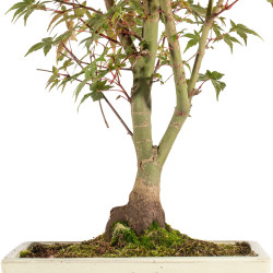 Acer palmatum deshojo - B5304