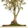 Acer palmatum deshojo - B5304