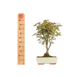 Acer palmatum deshojo - B5304
