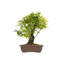 Punica granatum nejikan -...