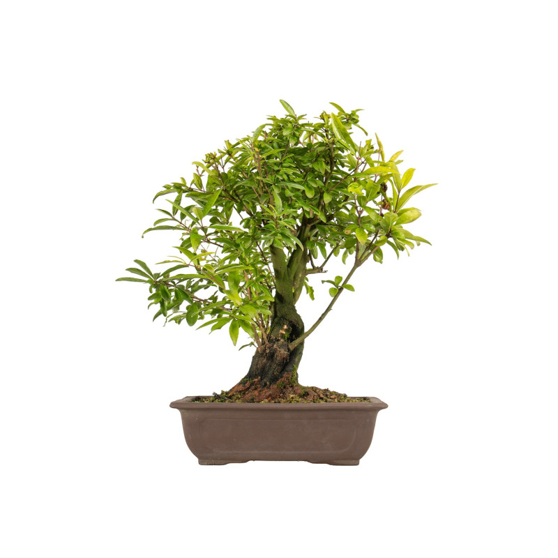 Punica granatum nejikan - B5311