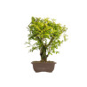 Punica granatum nejikan - B5311