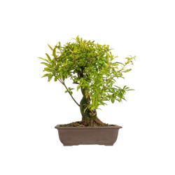 Punica granatum nejikan - B5311
