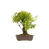 Punica granatum nejikan - B5311