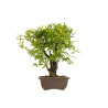 Punica granatum nejikan - B5311