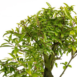 Punica granatum nejikan - B5311