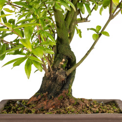 Punica granatum nejikan - B5311