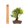 Punica granatum nejikan - B5311