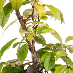 Pseudocydonia sinensis - B5314