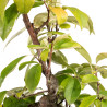 Pseudocydonia sinensis - B5314