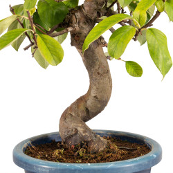 Pseudocydonia sinensis - B5314
