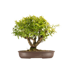 Punica granatum nejikan -...