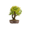Punica granatum nejikan - B5316