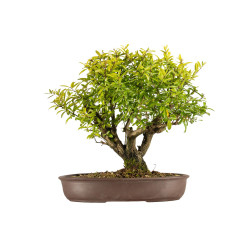 Punica granatum nejikan - B5316