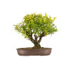 Punica granatum nejikan - B5316