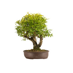 Punica granatum nejikan - B5316