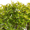 Punica granatum nejikan - B5316