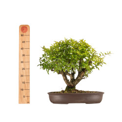 Punica granatum nejikan - B5316