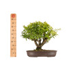 Punica granatum nejikan - B5316