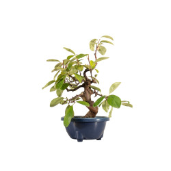 Pseudocydonia sinensis - B5317