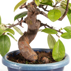 Pseudocydonia sinensis - B5317