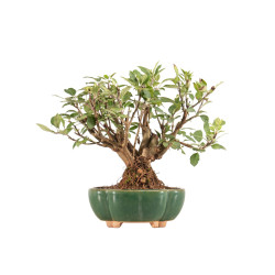 Malus everest - B5324