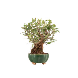Malus everest - B5324