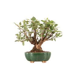 Malus everest - B5324