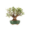 Malus everest - B5324