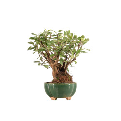 Malus everest - B5324