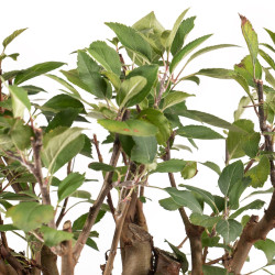 Malus everest - B5324